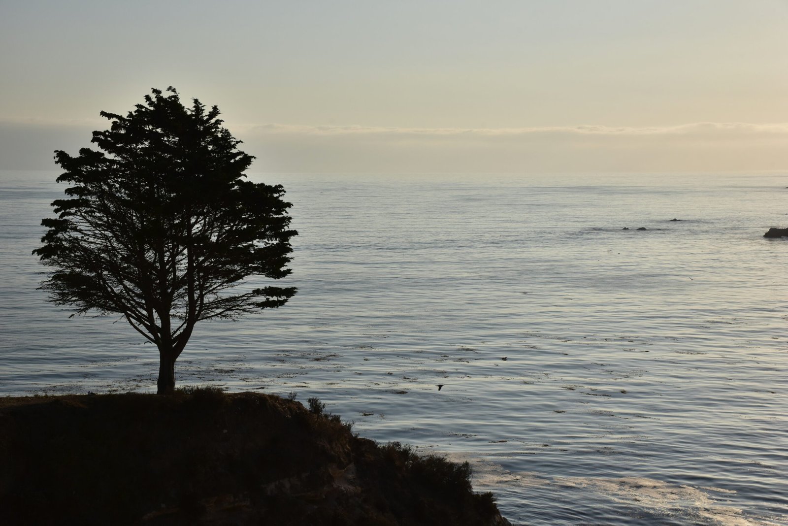 a lone tree on the edge of a cliff overlooking the ocean